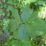 Peucedanum ostruthium Leaf