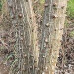 Erythrina velutina Bark