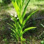 Cephalanthera longifolia 葉