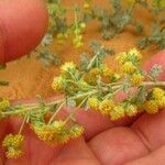 Artemisia herba-alba Cvet