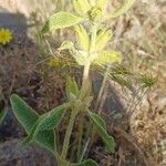 Phlomis lychnitis পাতা