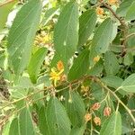 Grewia trichocarpa Flower