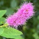 Spiraea salicifolia Blomma