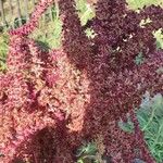 Amaranthus cruentusFlor