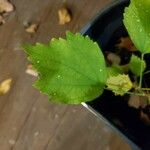 Hibiscus syriacusFeuille