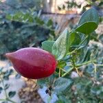 Carissa macrocarpa Fruit