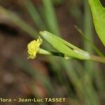 Ranunculus revelierei Flower