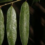 Mabea montana Leaf