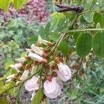 Robinia pseudoacacia Flor