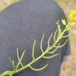 Sisymbrella aspera Fruto