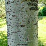 Populus alba Bark