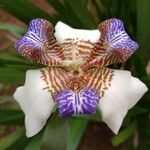 Neomarica gracilis Çiçek