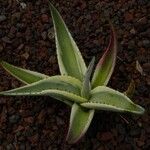 Agave guiengola Blad