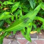 Persicaria lapathifolia Blatt