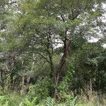 Combretum celastroides Habitus