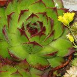 Sempervivum tectorum Blatt