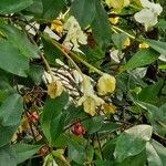 Brunfelsia americana Flower