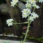 Saxifraga hostii Fula