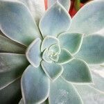 Echeveria australis Leaf