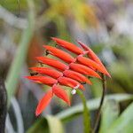 Tillandsia dyeriana Flor