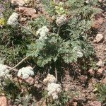 Lomatium nevadense Alkat (teljes növény)