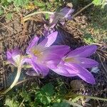 Colchicum speciosum 花