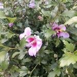 Hibiscus syriacusപുഷ്പം