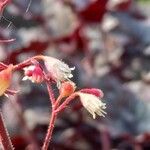 Heuchera sanguinea Квітка