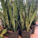 Dracaena zeylanica 葉