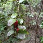 Triphasia trifolia ഫലം