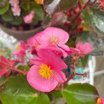 Begonia cucullataBlüte