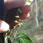 Casearia decandra Fruit