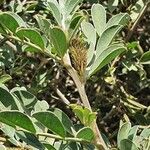 Indigofera schimperi 葉