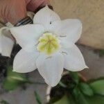 Urceolina × grandiflora Virág