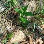 Mentha × piperita Frunză