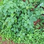 Lantana canescens Хабит