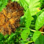 Glycyrrhiza echinata Fruit