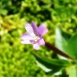 Epilobium alsinifolium Kvet