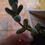 Delosperma lehmannii Лист