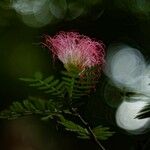 Calliandra surinamensis Flower