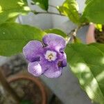 Brunfelsia uniflora പുഷ്പം