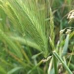 Hordeum secalinum Õis