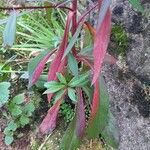 Symphyotrichum lanceolatum Ліст