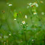 Bidens alba Flower