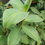 Costus spicatus Fuelha