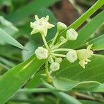 Helinus integrifolius Blüte