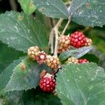 Rubus gratus Blad