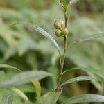 Sarcococca saligna موطن