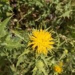 Carthamus arborescens Flower