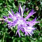 Centaurea nigrescens 花